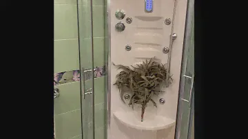 Баня в душевой дома.